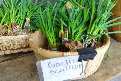 How To Grow Garlic Indoors Growing Garlic Indoors