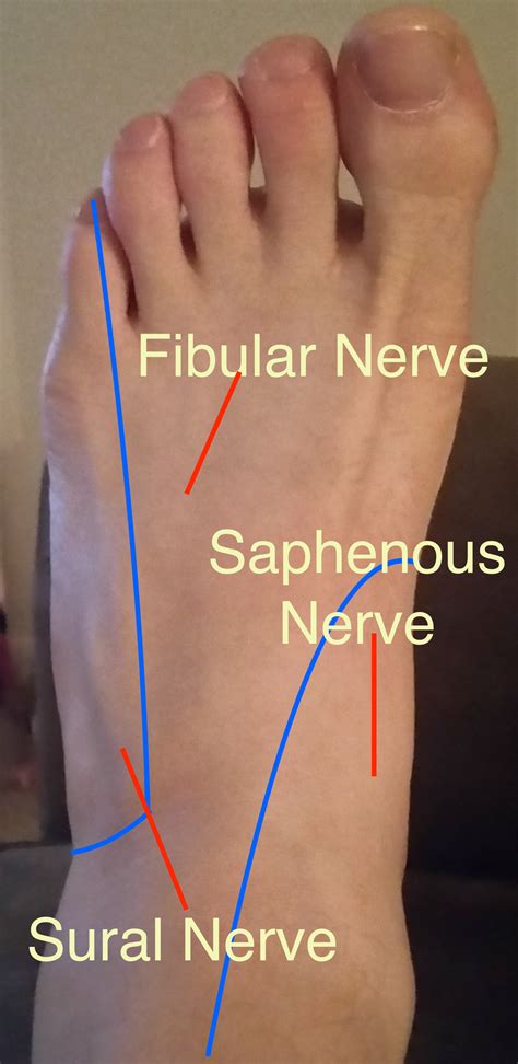 Fileplantar Foot Nerve Distribution Wikem