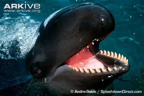 False Killer Whale Pseudorca Crassidens Animals Animals Animals