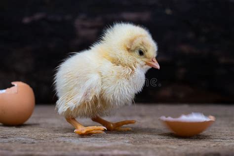 Chicken Hatching From An Egg And Eggshell Stock Photo Image Of Baby