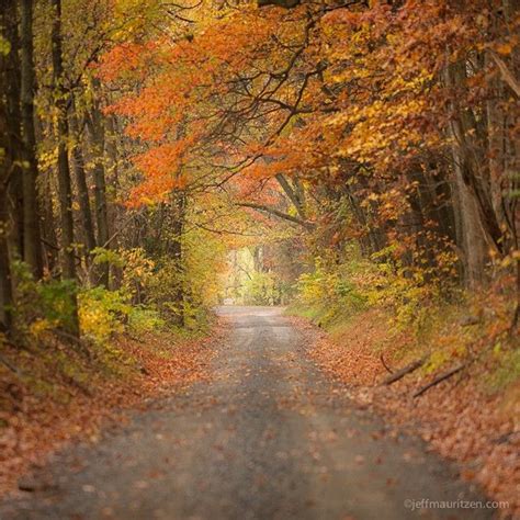 A Dirt Road Surrounded By Trees With Leaves On The Ground