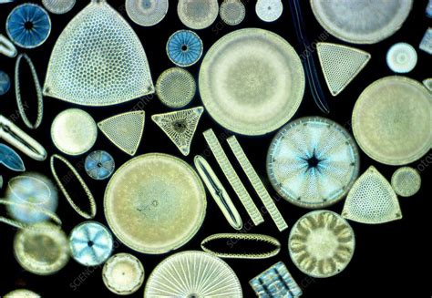 Marine Diatoms Stock Image B9460025 Science Photo Library