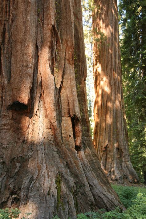 Giant Redwood Trees In Yosemite Free Stock Photo Public Domain Pictures