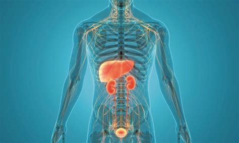 How Can You Improve Your Liver And Kidney Detoxification Fitpaa
