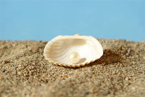Royalty Free Open Clam Shell Pictures Images And Stock Photos Istock