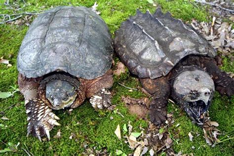 Chelydra Org Difference Between Common And Alligator Snapping Turtle