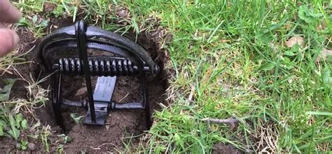 Different Types Of Mole Traps And How To Use Them