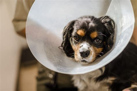 How To Stop Dogs From Licking Their Wounds Blue Cross