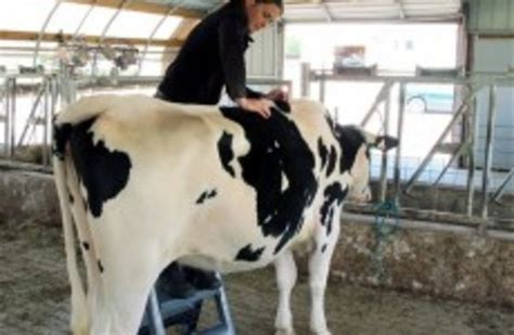 Lucky Cow Gets A Full Spinal Massage · The Daily Edge
