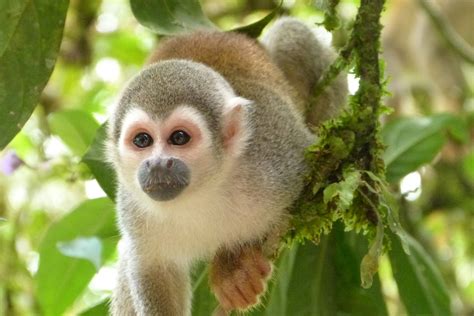 Mono Selva Animales América Del · Foto Gratis En Pixabay