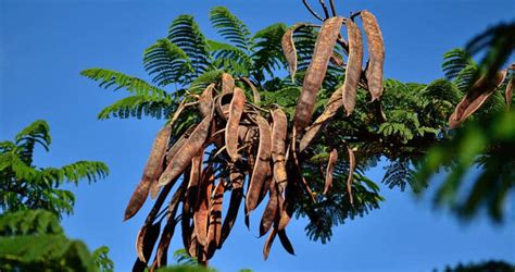 Flamboyant Flowers How To Care For A Royal Poinciana Tree