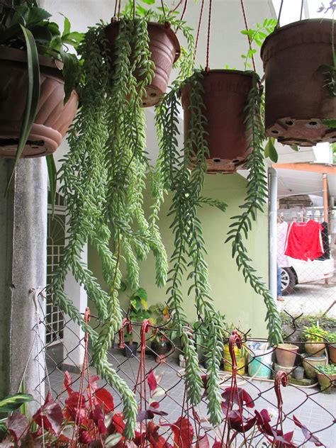 Garden Chronicles: Succulents Hanging Corner