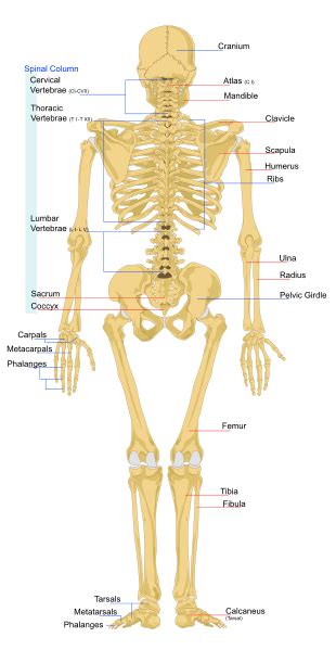This small bone is better known as the tailbone. Physical Therapy Toolbox: Diagram of Female Human Skeleton ...