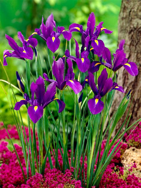 Dutch Iris Purple Sensation Shop Top Quality Bulbs Dutchgrown™
