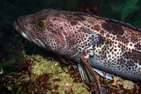 Fact Sheet Groundfish Pacific Fishery Management Council