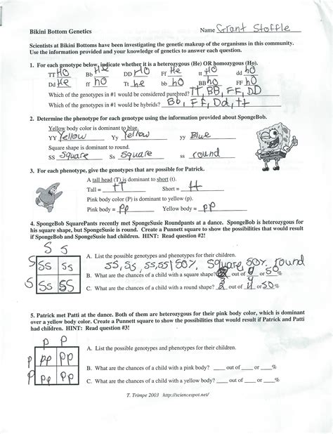 What are the possible genotypes and phenotypes for the offspring? Spongebob Genetics Worksheet Answers | Free Printables ...