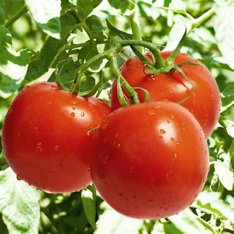 Tomato Garden Seeds Celebrity Plus Hybrid 100 Seeds Non Gmo