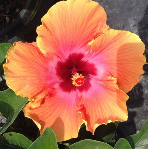 Tropical Hibiscus Exotic Sunset Starter Plant