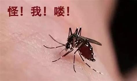 蚊虫叮咬会不会传播艾滋病？蚊子