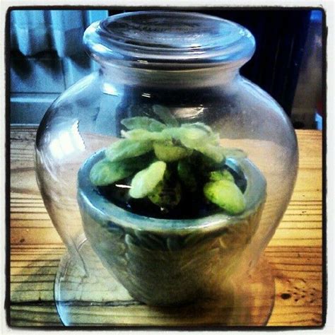 One of the two girls esther meets during her internship in new york. Bell jars are so expensive. This $5 solution is a footed ...