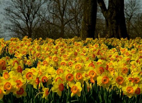 Sea Of Yellow Daffodils Daffodils Flowers Garden Nature Park Hd