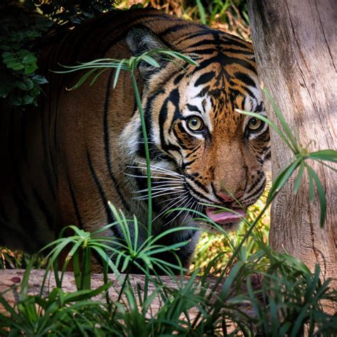 Elusive Tiger Female Malayan Tiger Panthera Tigris Tigris Flickr