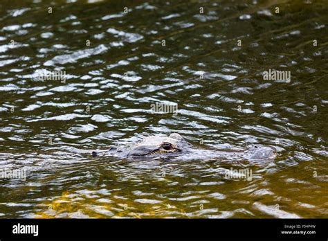 American Alligator Swimming In River In The Florida Everglades United