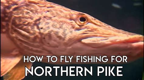 Pike Fly Fishing Basics Youtube
