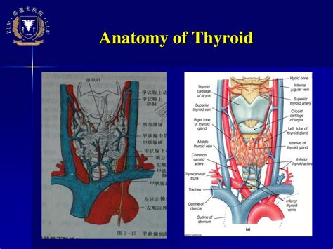Ppt Anatomy Of Thyroid Powerpoint Presentation Free Download Id