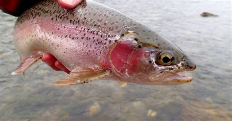 Rainbow Trout To Be Stocked Soon