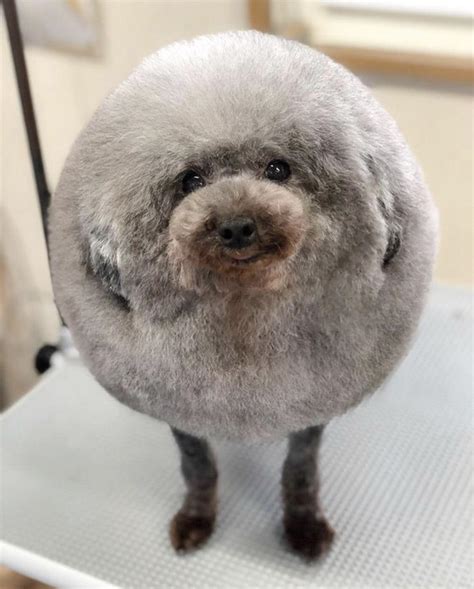 Best Haircut A Dog Could Ever Want Rfunny