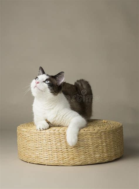 Cat Looking Up On While Laying On Wicker Basket In Studio Stock Photo