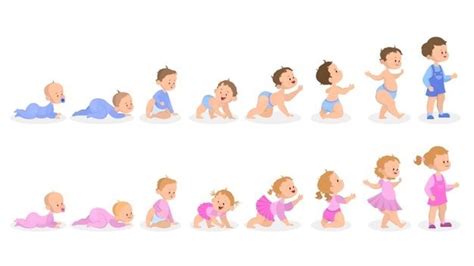 Baby Growth Process From Newborn To Pre Premium Vector Freepik