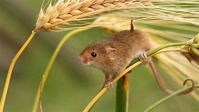 Mouse Rat Branch Mice Wallpapers Common Servicios