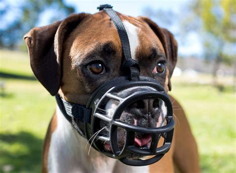 Dog Muzzles When Why And How To Correctly Use Them American Kennel