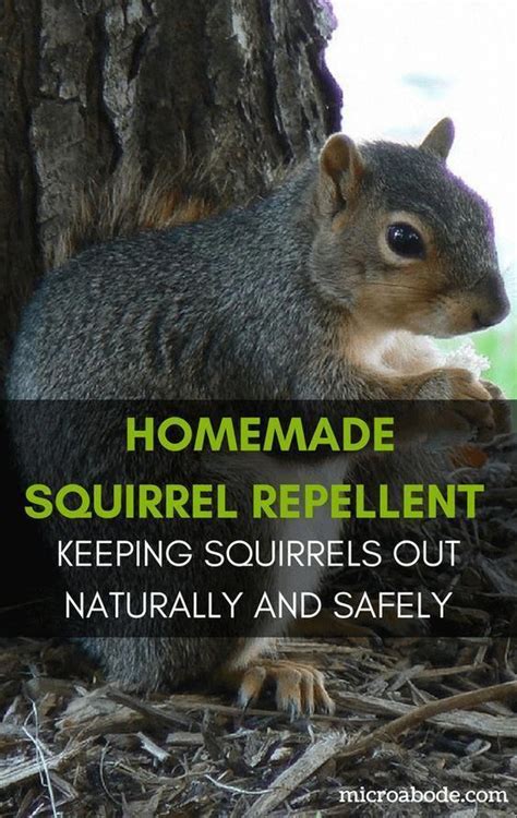 You can keep squirrels away from your garden by taking away their food source, using repellents, or lots of squirrels: Will Mothballs Get Rid Of Squirrels - Pestcare Jakarta