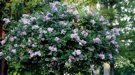 Lilacs Archives Knechts Nurseries And Landscaping