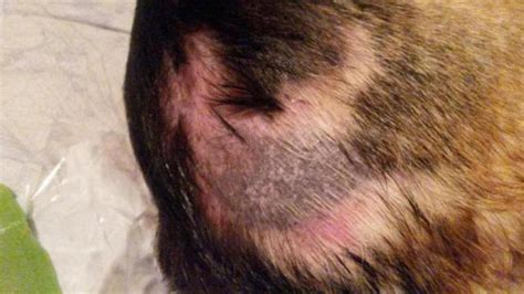 Skin Problem And Hair Loss German Shepherd Dog Forums