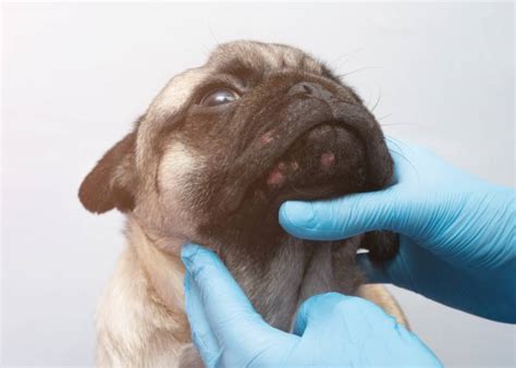 Pet Dermatology Sagecreek