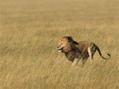 Ten Interesting Facts About Lions Blog Posts Wwf