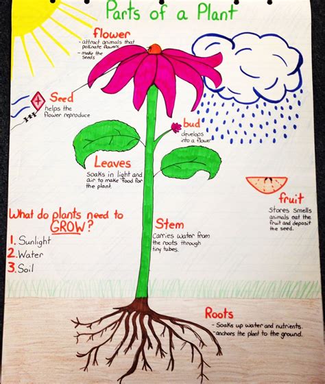 Parts Of A Plant Anchor Chart Plants Anchor Charts Plants