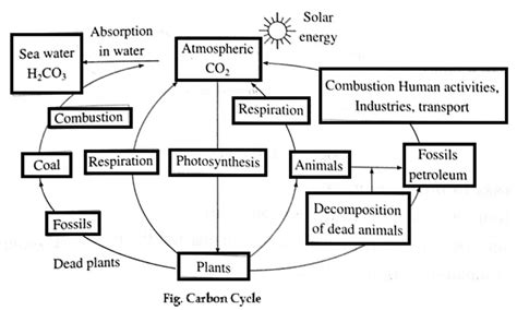 Notes Class 9 Science Chapter 7 Energy Flow In An Ecosystem Maharashtra