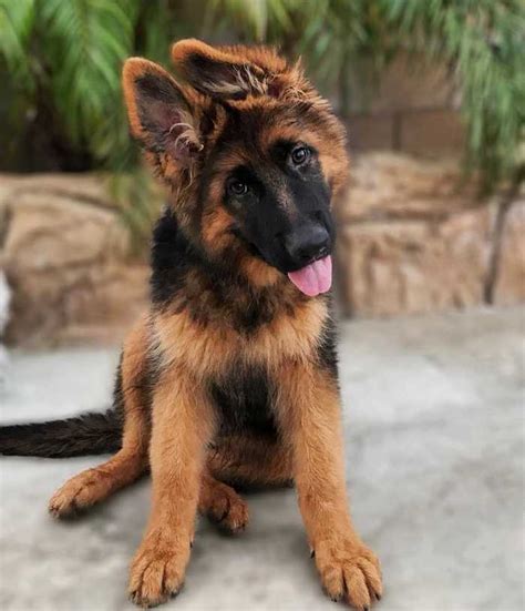 The protein count of this food is an impressive 34 percent with a minimum crude fat content of 15 percent. Feeding a German Shepherd Puppy - Dog Universum - Medium
