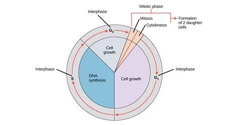 Ciclo Celular Interfase Mitosis Kulturaupice
