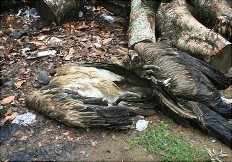 Effective Or Not Has The Ban On Diclofenac To Save Indias Vultures