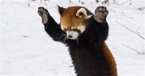 These Red Pandas Playing In The Snow Are Adorable E Online