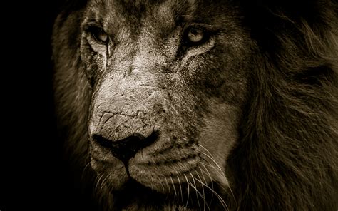 Find and save the cool hd roaring lion images in the highest quality here you can find the biggest and the best roaring lion wallpapers in high quality submitted by our community. Download 3840x2400 wallpaper lion, fur, muzzle, predator ...