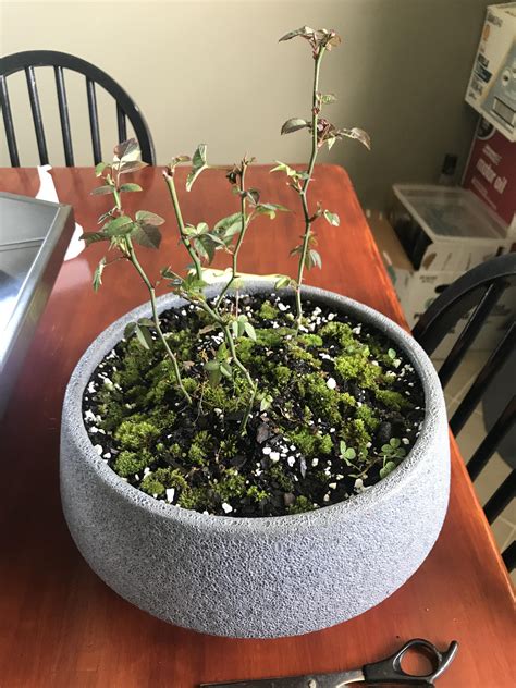 Mini Rose Bush Saved From The Clearance Rack At Lowes Rhouseplants