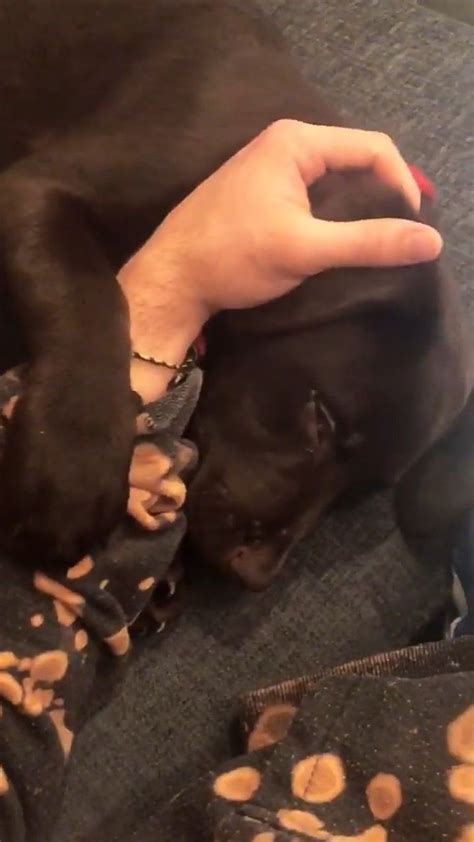 Find the best labrador puppies price! Black labs are lovely and caring dogs | Labrador puppies ...