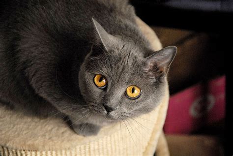 These 13 Cat Breeds Actually Behave Like Dogs